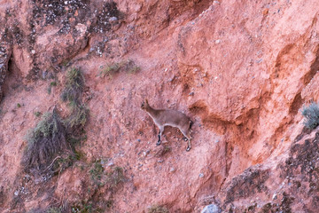 mountain goat climbing the steep terrain of the town of Yator (Spain)