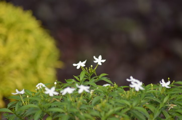 wild flowers in the forest
