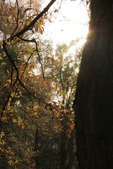 Park Zamkowy, Wojnowice, dolnośląskie