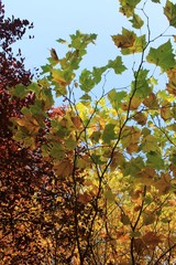Park Zamkowy, Wojnowice, dolnośląskie