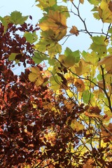 Park Zamkowy, Wojnowice, dolnośląskie