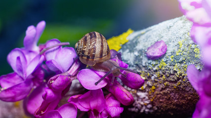 close up of a baby snail on a moss bed and blossom - Powered by Adobe