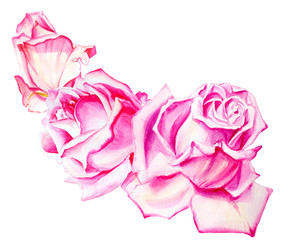 Watercolor three pink roses bouquet decoration. Hand drawn floral illustration. Wedding, birthday, Valentine drawing. For greeting cards, invitations, design, patterns, prints. Flower scape, in bloom.