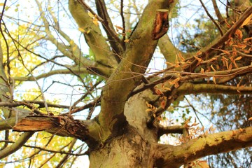 Park Zamkowy, Wojnowice, dolnośląskie