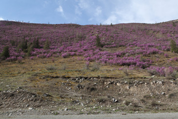 Beautiful flowers of purple blooming maralnik, rhododendron in Altai mountains, Russia. Spring tourism, travel in Altai Krai. Landscape, scenery of Altai Krai. Wildlife of Altai Krai. Maralnik blossom