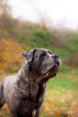  Cane Corso
