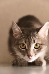An adult gray shorthair cat with a long white mustache began to hunt and watches prey. Portrait of an animal. Image for veterinary clinic, animal feed, cat blog