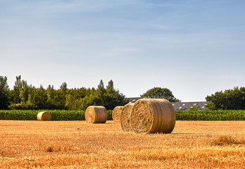 Straw bales on a harvested field in sunny day. France. Brittany