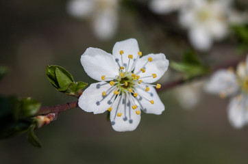 Spring flowering cherry. White flower on a branch. Macro