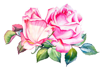 Watercolor two pink roses bouquet decor. Hand drawn floral illustration. Wedding, birthday and Valentine drawing. For greeting cards, invitations,  design, patterns, prints. Flower scape, in bloom.
