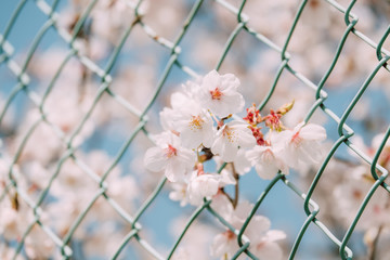 学校のフェンスと桜　
