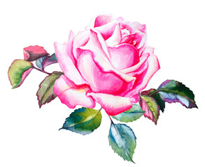 Watercolor pink rose with leaves decoration. Hand drawn floral illustration. Wedding, birthday and Valentine drawing. For greeting cards, invitations,  design, patterns, prints. Flower scape, in bloom