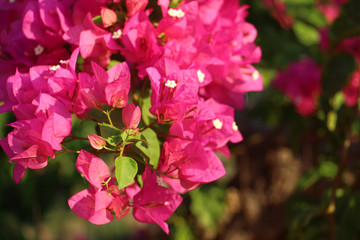 beautiful background of a lush bush of bright pink flowering plants close-up of bougainvillea with a blurred background, great for cards for birthday, women's day, Valentine's day or as a banner