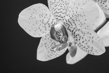 Fototapeta na wymiar Orchid flower in black and white colors.