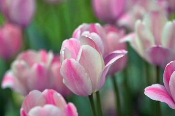 Pink tulips on a sunny day on a green background. Concept Spring. Tulip variety Pink Impression