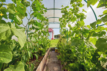 Greenhouse with green cucumbers, a view from the inside. Industrial cultivation of vegetables
