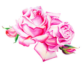 Watercolor pink roses bouquet decoration. Hand drawn floral illustration. Wedding, birthday and Valentine drawing. For greeting cards, invitations,  design, patterns, prints. Flower scape, in bloom.