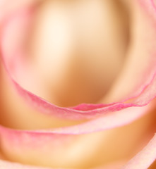 Beautiful rose flower as an abstract background.