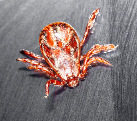 Tick isolated on a black background. Insect carrier of diseases.