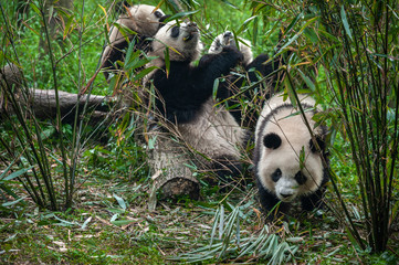 Giant panda bears eating bamboo in forest