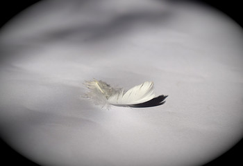 Single white feather on a gray background.