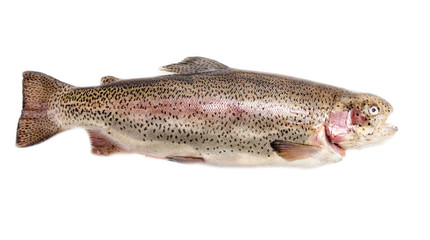 Gutted trout fish isolated on a white