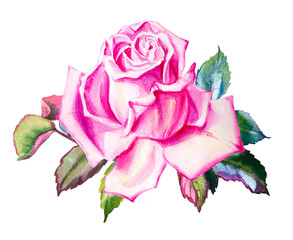 Watercolor pink rose with leaves decoration. Hand drawn floral illustration. Wedding, birthday and Valentine drawing. For greeting cards, invitations,  design, patterns, prints. Flower scape, in bloom - 339831721