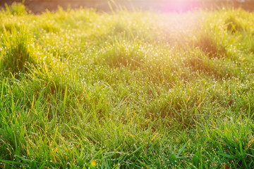 Green grass with droplets of water in the morning, Nature background. Sun flare, selective focus.
