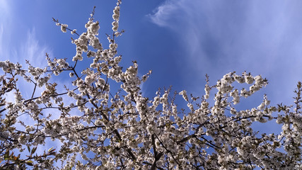 Spring blooming gardens, white cherry flowers against a blue sky.