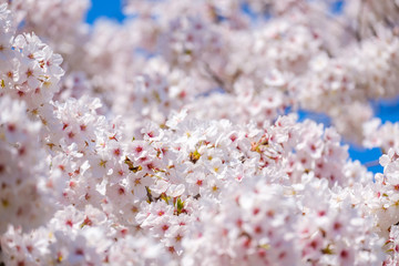 【写真素材】: 満開の桜　ソメイヨシノ