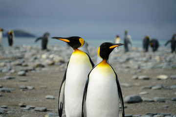 Fototapeta na wymiar Penguin Couple Strolling the Beach
