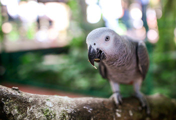 A parrot eats a seed in the park.