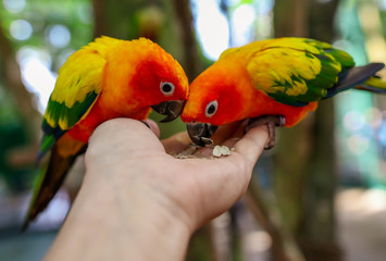 Two parrots eat sunflower seeds from the hands of a man in the park. © schankz