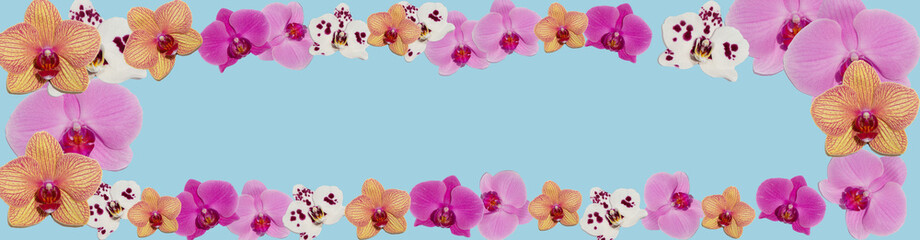 Fototapeta na wymiar Arrangement horizontal of phalaenopsis orchid flowers for banners and sites