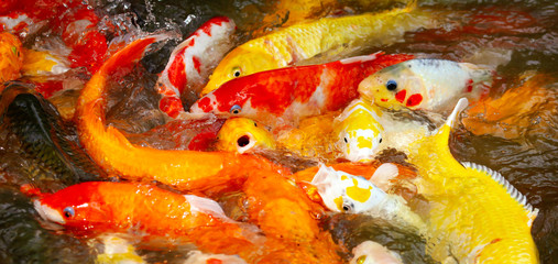 Multi-colored carps fish swim on the surface of the water