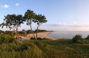 Fototapeta na wymiar trees on the shore of the Baltic sea