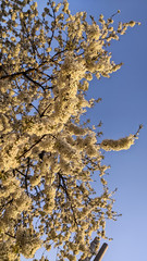 Spring blooming gardens, white cherry flowers against a blue sky.