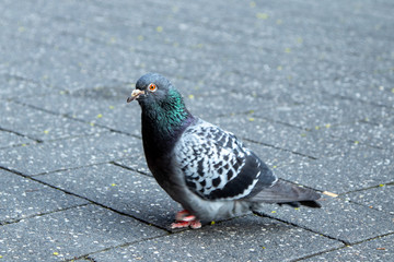 single Dove on a cobblestone street