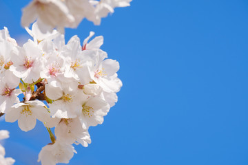 【写真素材】: 満開の桜　ソメイヨシノ