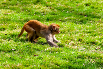 Naklejka premium Portrait of a monkey in the park
