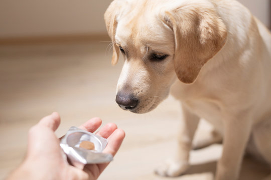 man offering tablet to dog. Pet health care, veterinary drugs and treatments concept.