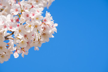 【写真素材】: 満開の桜　ソメイヨシノ
