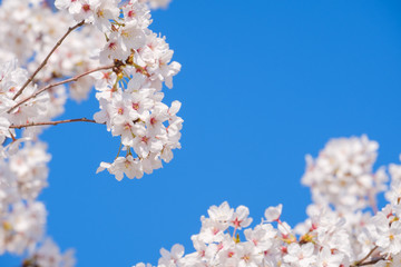 【写真素材】: 満開の桜　ソメイヨシノ