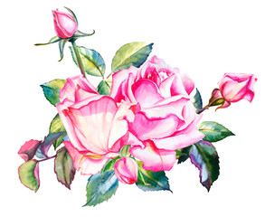 Watercolor pink roses bouquet with buds. Hand drawn floral illustration. Wedding, birthday and Valentine drawing. For greeting cards, invitations,  design, patterns, prints. Flower scape, in bloom.