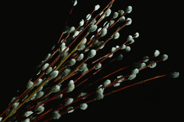 branch with black background