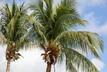 Fototapeta na wymiar Coconuts on a palm tree in a park