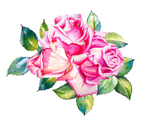 Fototapeta na wymiar Watercolor pink roses bouquet decoration. Hand drawn floral illustration. Wedding, birthday and Valentine drawing. For greeting cards, invitations, design, patterns, prints. Flower scape, in bloom.