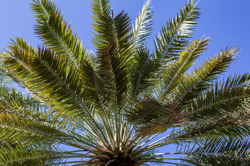 Fototapeta na wymiar Date palm plantations in Birkat al Mouz, Oman