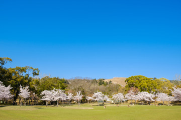 Fototapeta na wymiar 桜の咲く奈良公園の風景　2020年4月