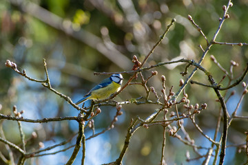 blue tit perched on a branch, Cyanistes caeruleus